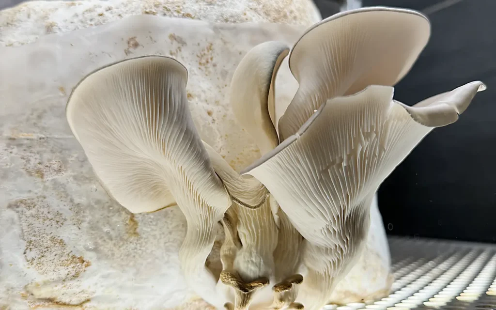 Mushroom cabinet at The Ledbury