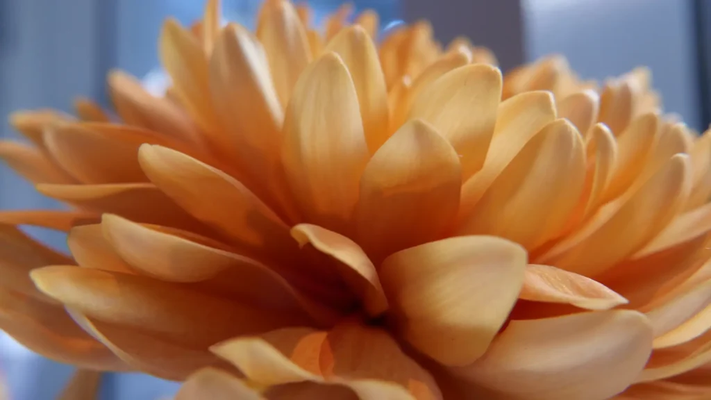 A single flower in a vase on a dining table at The Modern NYC, showcasing the restaurant’s elegant ambiance.