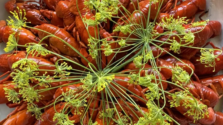 Swedish crayfish with flowering crown dill for a traditional kräftskiva
